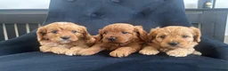 Cavapoo dogs for sale: Stunning F1 Cavapoo health tested parents  - Advert 26
