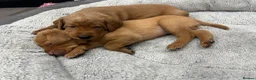 Labrador Retriever dogs for sale: Dark fox red Labrador puppies in Newcastle upon Tyne - Advert 18