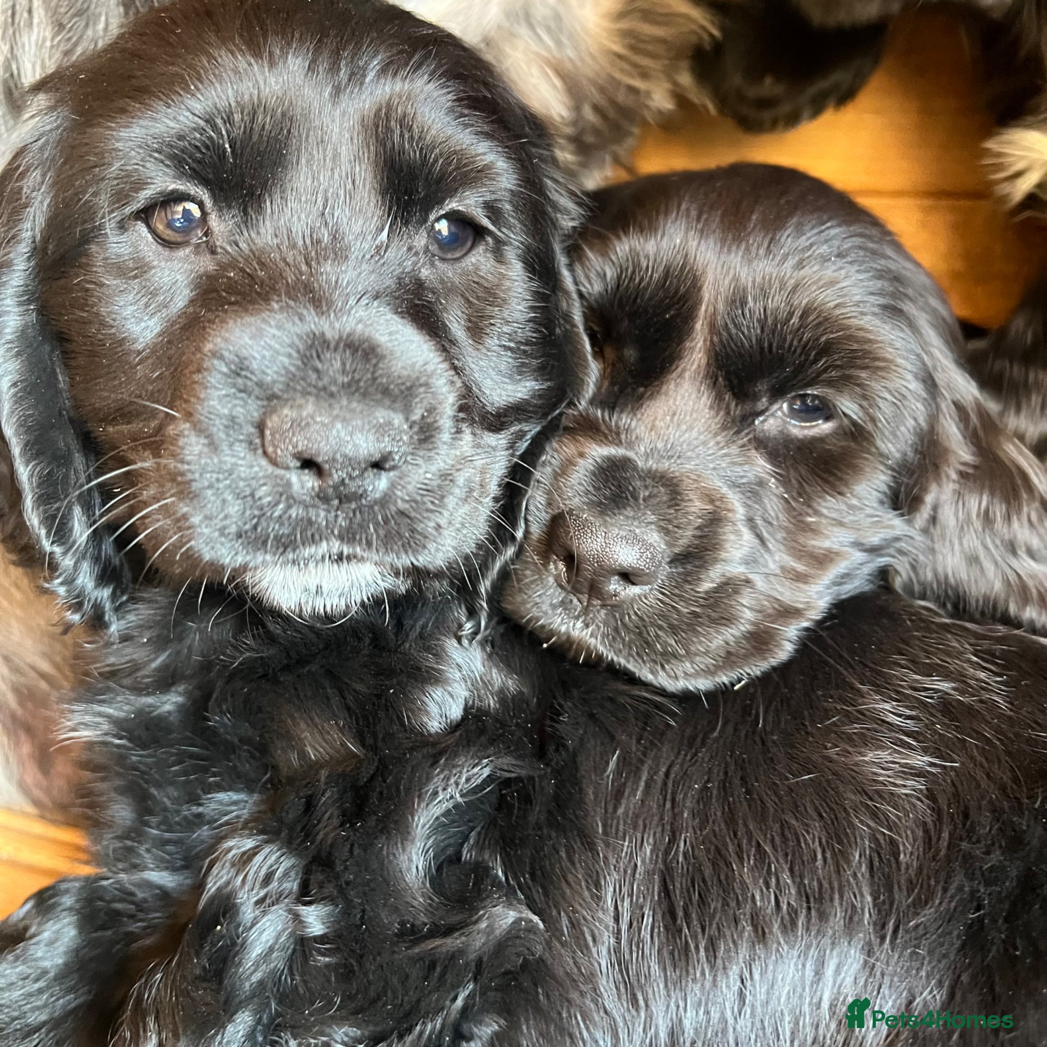 Cocker Spaniel dogs Beautiful black cocker spaniels girls for sale  - Advert 2