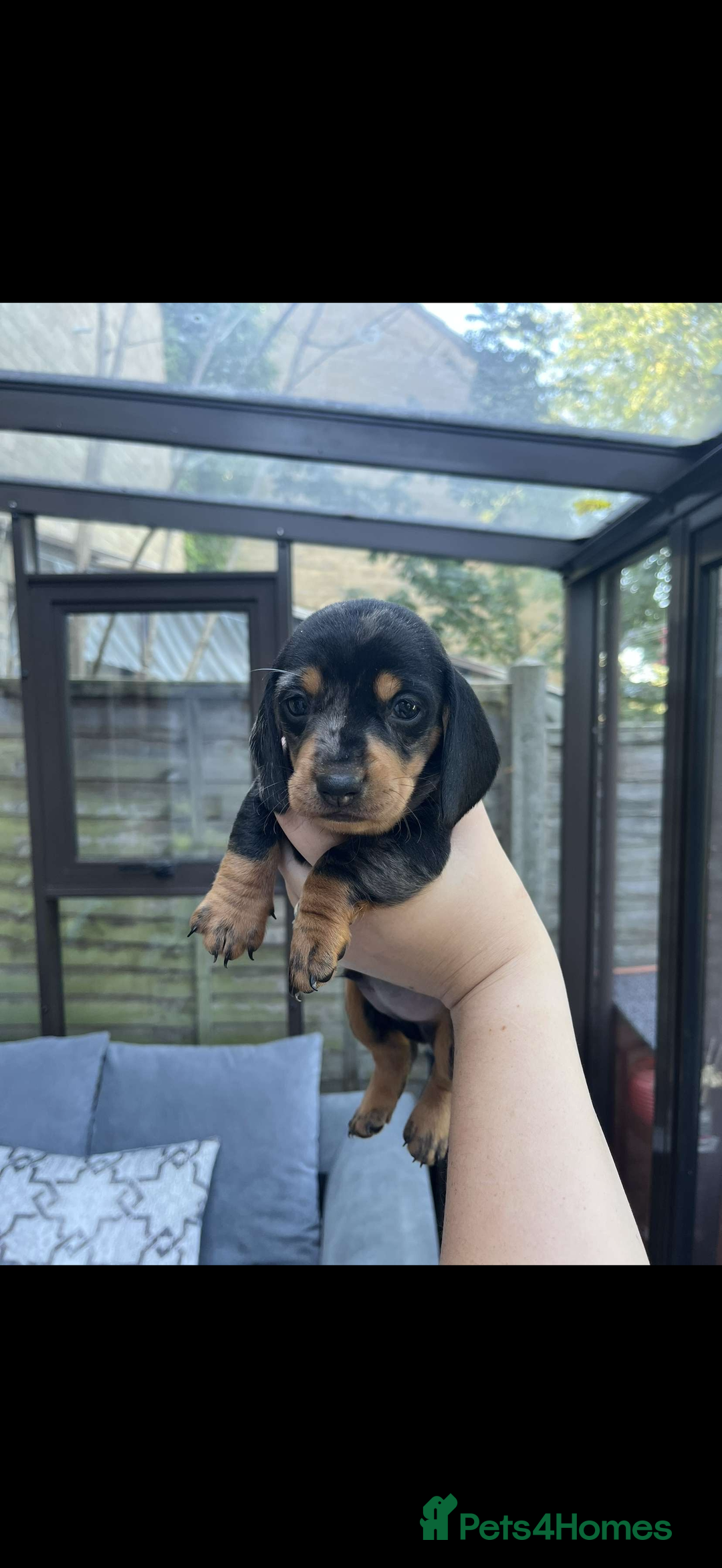 Miniature Dachshund dogs for sale: Miniature Dachshunds For Sale  - Image 2