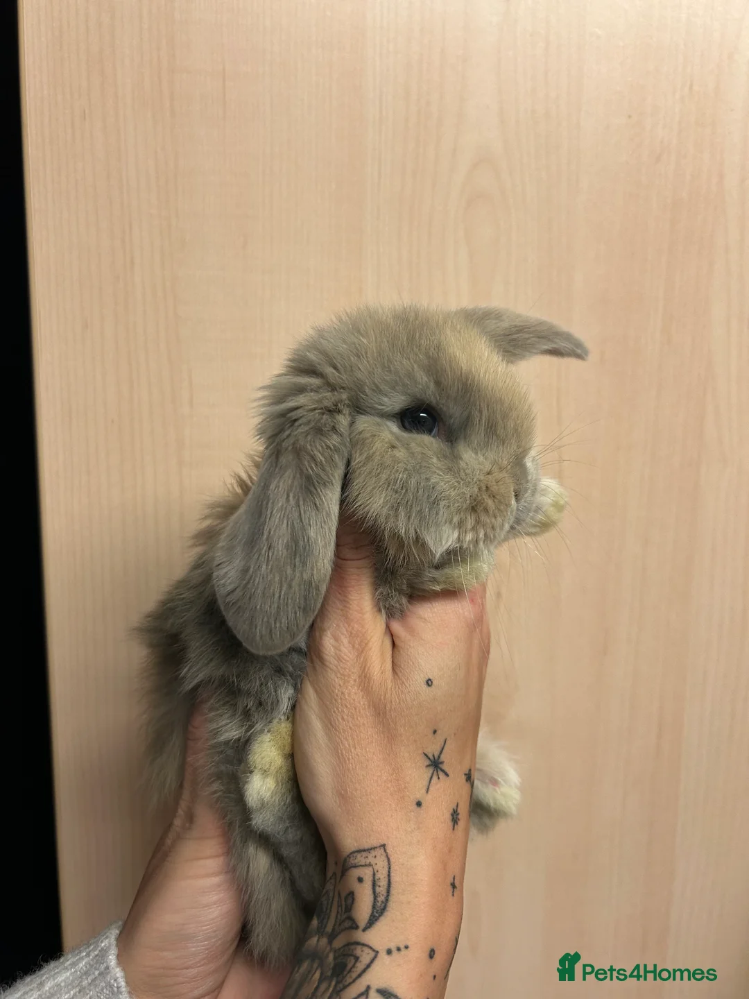 French Lop rabbits for sale: French lop babies - Advert 2