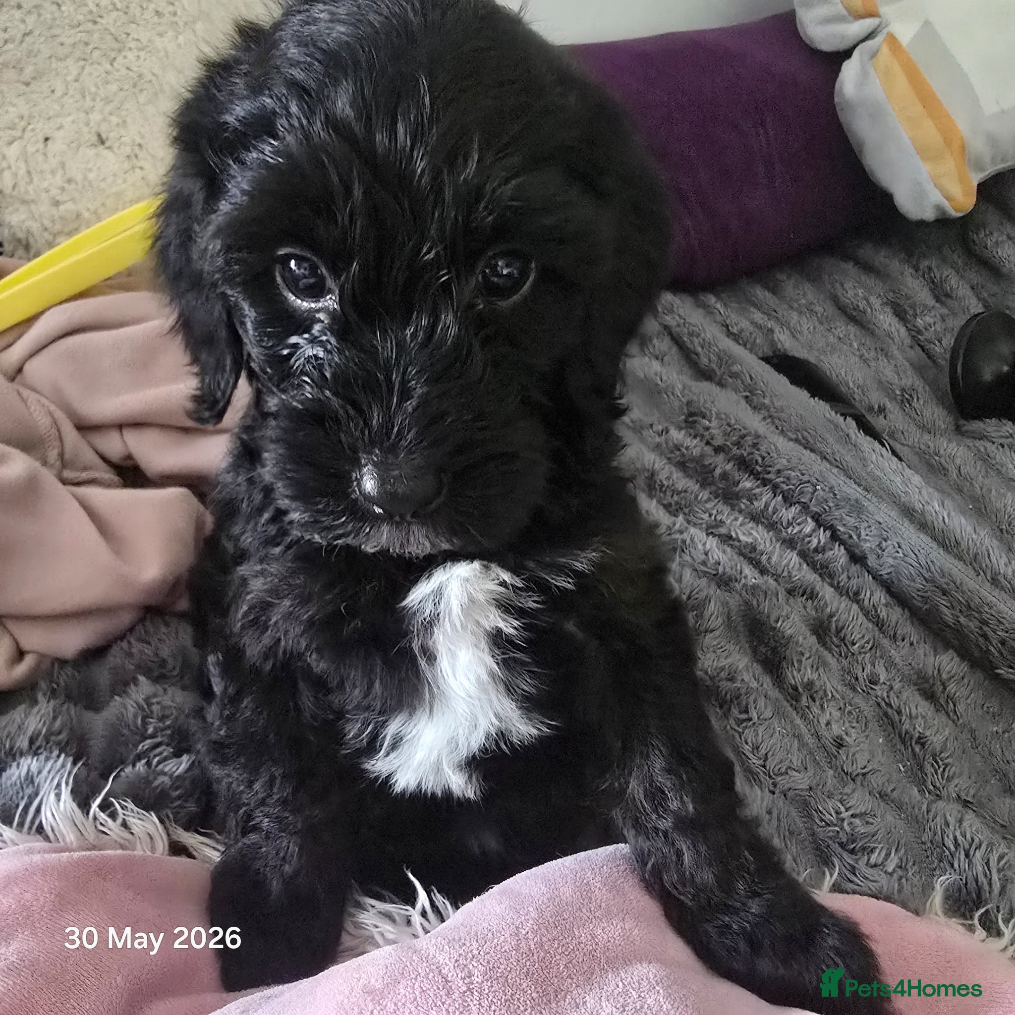 Mixed Breed dogs for sale: Cockapoo/ yorkiepoo mix in Saint Leonards-on-sea - Advert 1