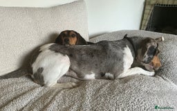 Mixed Breed dogs for adoption: Toyah Sweet gentle small girl - Image 2