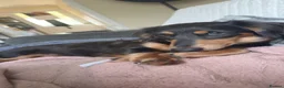 Miniature Dachshund dogs for sale: Long haired miniature dachshund  in ELY - Advert 5