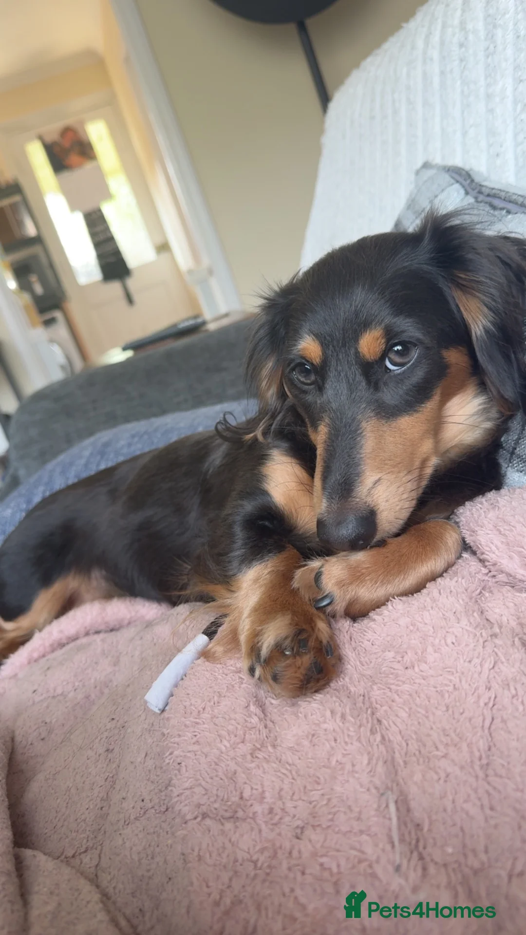 Miniature Dachshund dogs for sale: Long haired miniature dachshund  in ELY - Advert 5