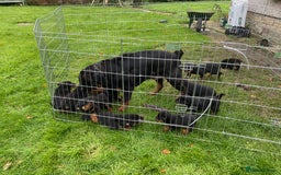 Rottweiler dogs for sale: Gorgeous KC Registered Rottweiler Puppies  - Image 7