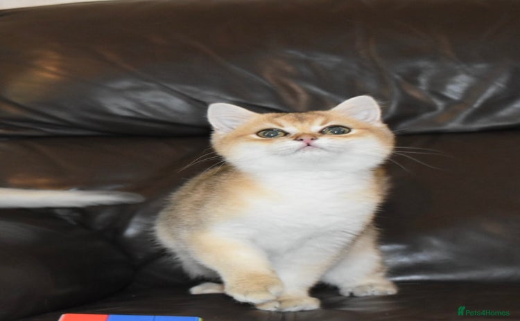 British Shorthair cats - Advert 6