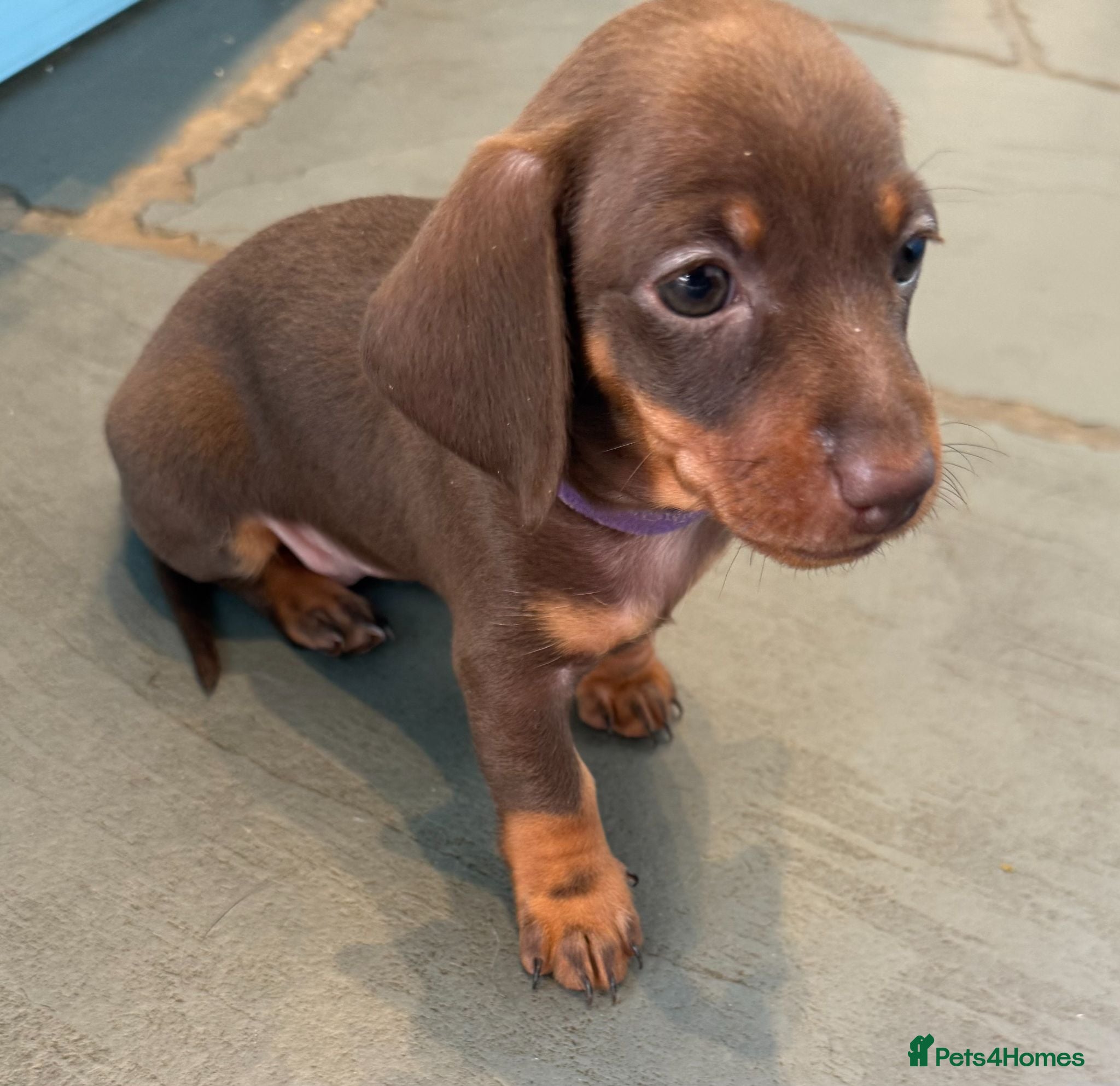 Miniature Dachshund dogs 3 smooth-haired miniature dachshunds - Advert 15