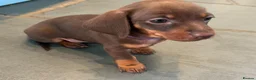 Miniature Dachshund dogs for sale: Smooth-haired miniature dachshund (last one!) - Advert 5