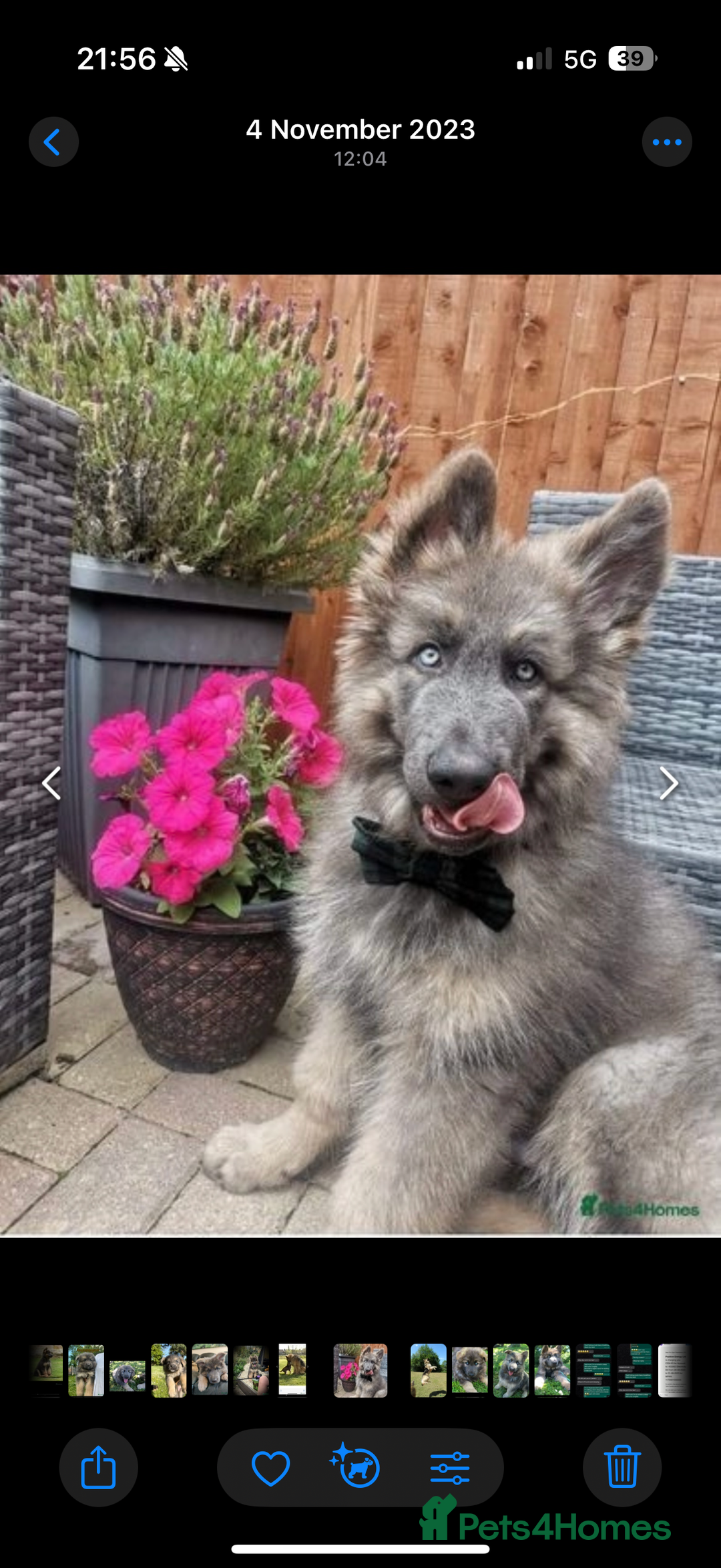 German Shepherd dogs for sale: 💙KC health tested parents 💙 - Advert 19