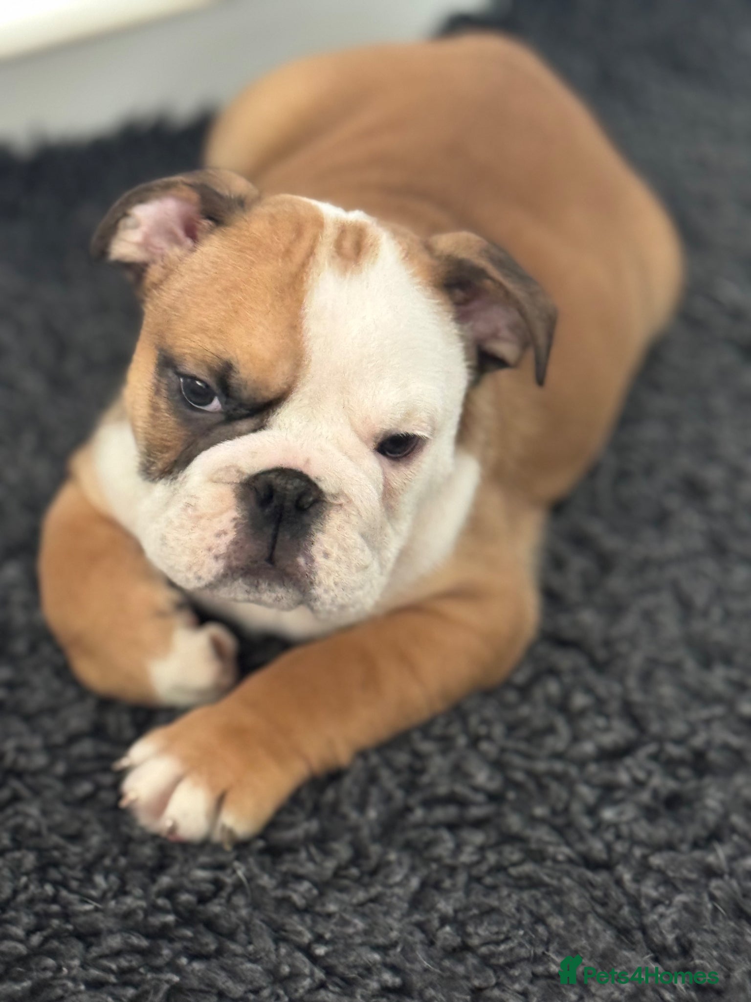 English Bulldog dogs KC REG Red/White Bulldog Pups READY TO GO!!!!   - Advert 7