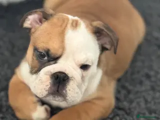 English Bulldog dogs KC REG Red/White Bulldog Pups READY TO GO!!!! - Advert 7