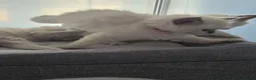 Ragdoll cats for sale: Absolutly stunning ragdoll girls - Advert 2