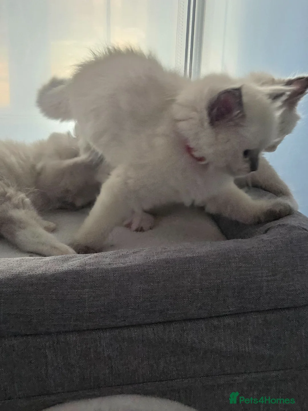Ragdoll cats for sale: Absolutly stunning ragdoll girls - Advert 2