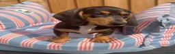 Miniature Dachshund dogs for sale: Mini dachshund  - Advert 2