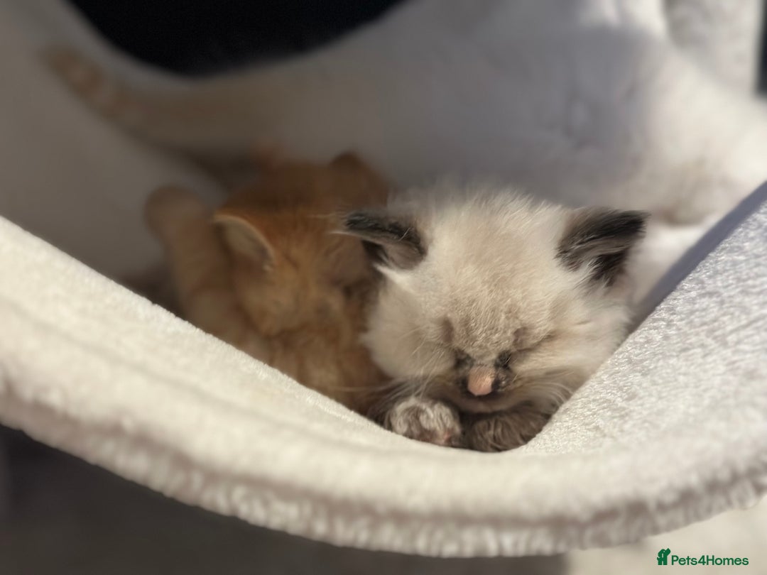 Ragdoll cats for sale: Ragdoll mix kittens (Only 1 Boy Left) - Image 14