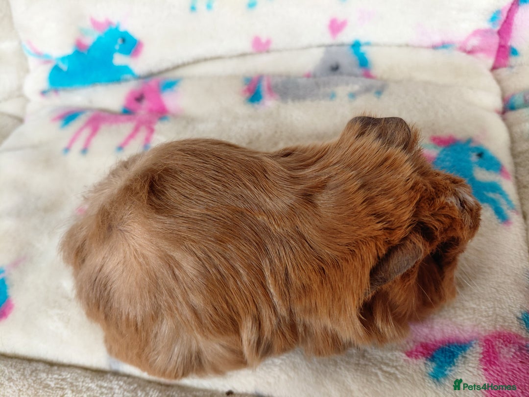 Guinea Pig rodents for sale: Baby Golden Boars / Young Adult Sheltie Boar  RTL  - Advert 10
