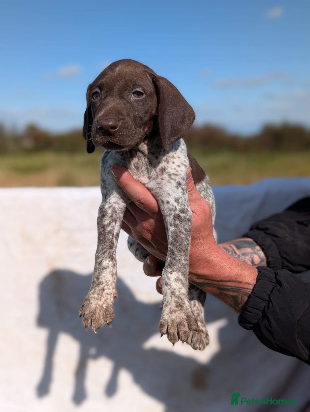German Shorthaired Pointer dogs for sale: 7 Beautiful KC GSP Puppies - Image 14