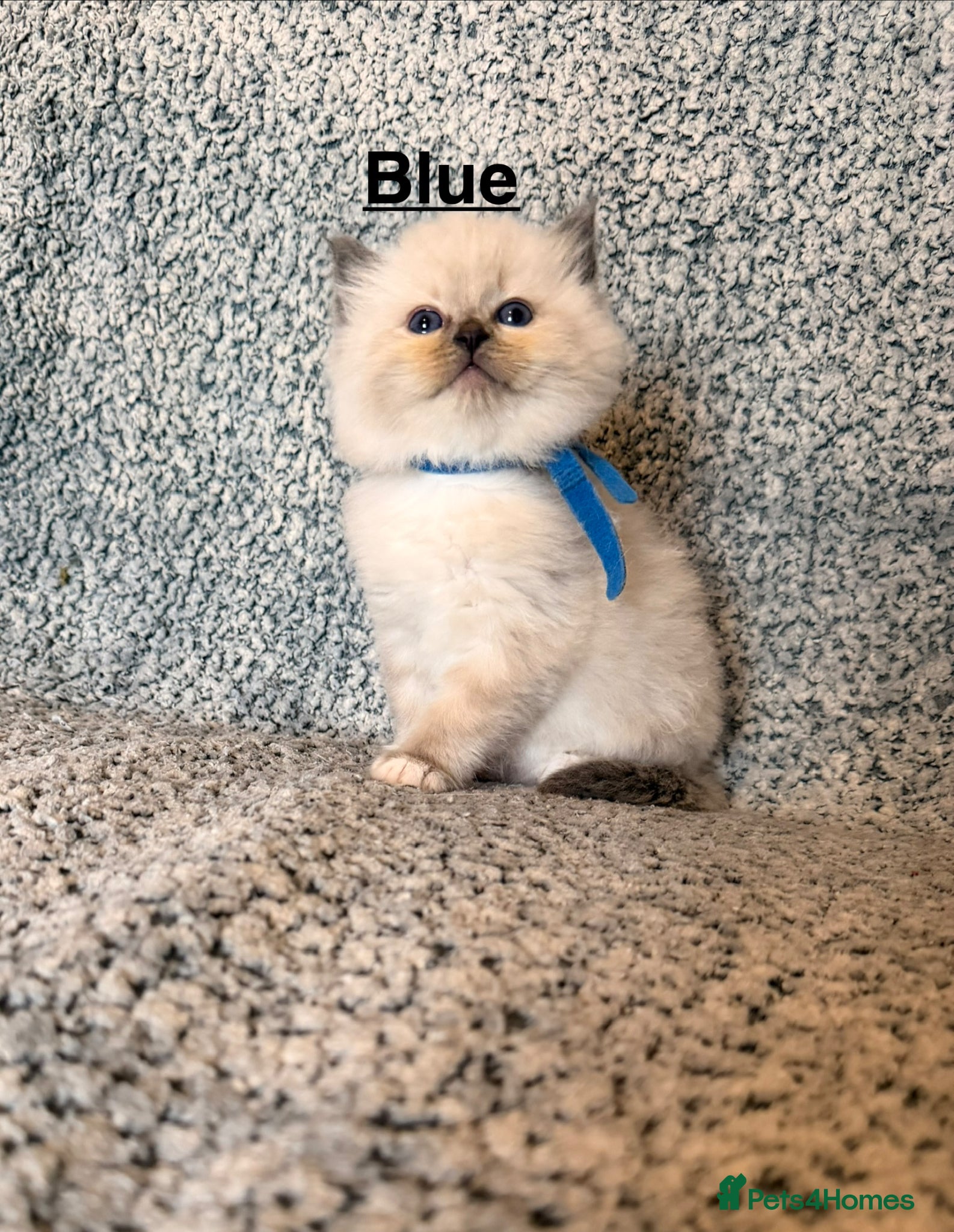 Ragdoll cats 2 left- Purebred Blue Point & Blue Mitted ragdolls - Advert 1