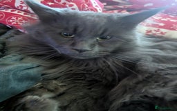 Ragcoon cats for sale:  Very large, long haired Maine coon x kittens  - Image 18