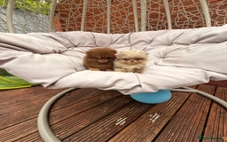 Pomeranian dogs for sale: Super Quite teddy bear Pomeranians puppy’s  - Image 15