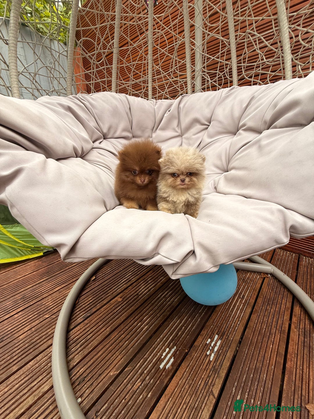 Pomeranian dogs for sale: Super Quite teddy bear Pomeranians puppy’s  - Image 15
