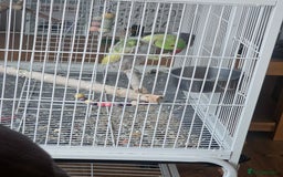 Parakeets birds for sale: Parakeets  - Image 2
