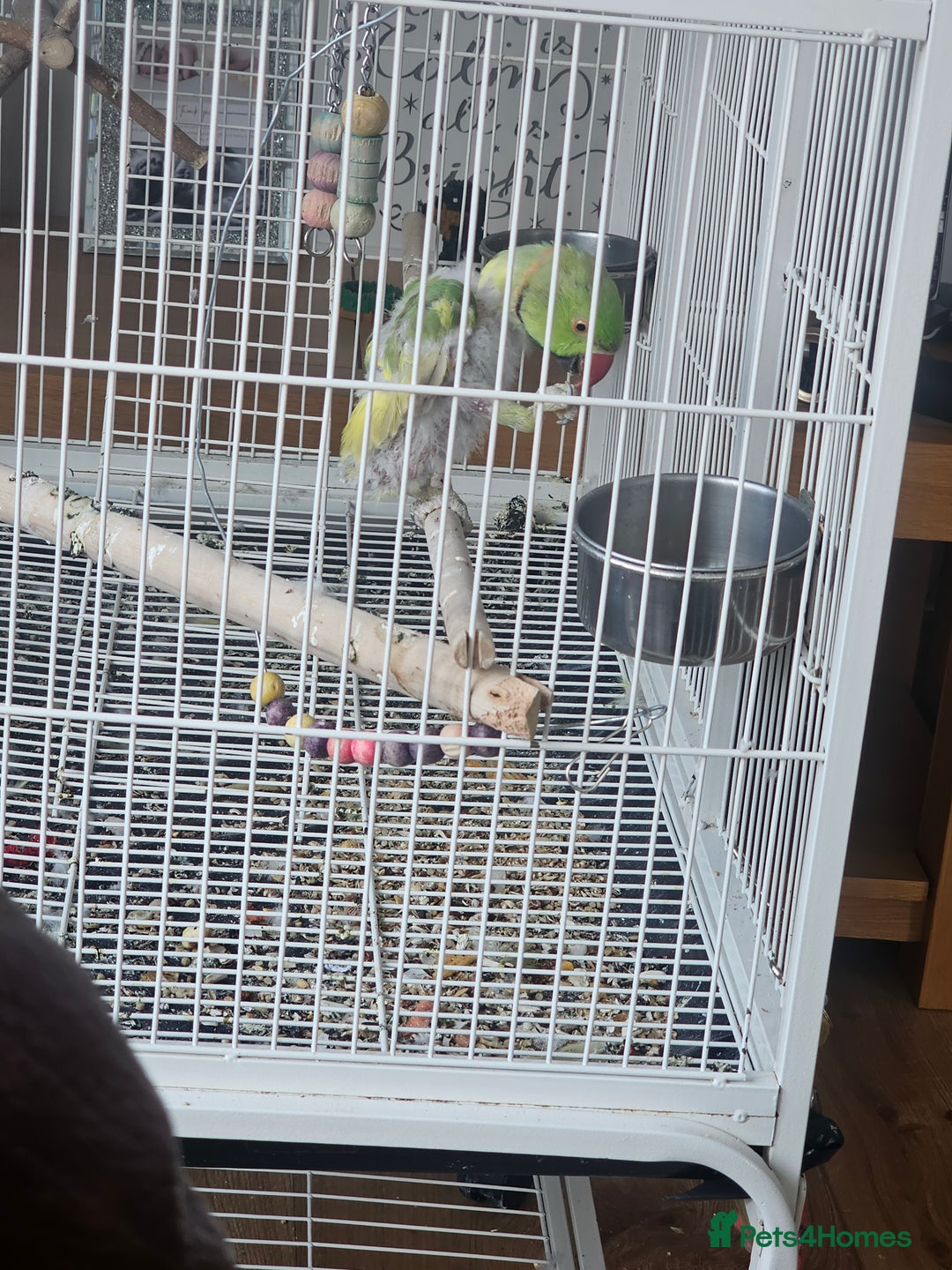 Parakeets birds for sale: Parakeets  - Image 2