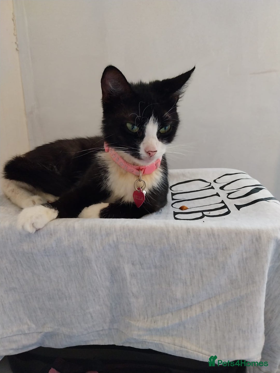 Mixed Breed cats for sale: Black and white cat named Bella - Image 3