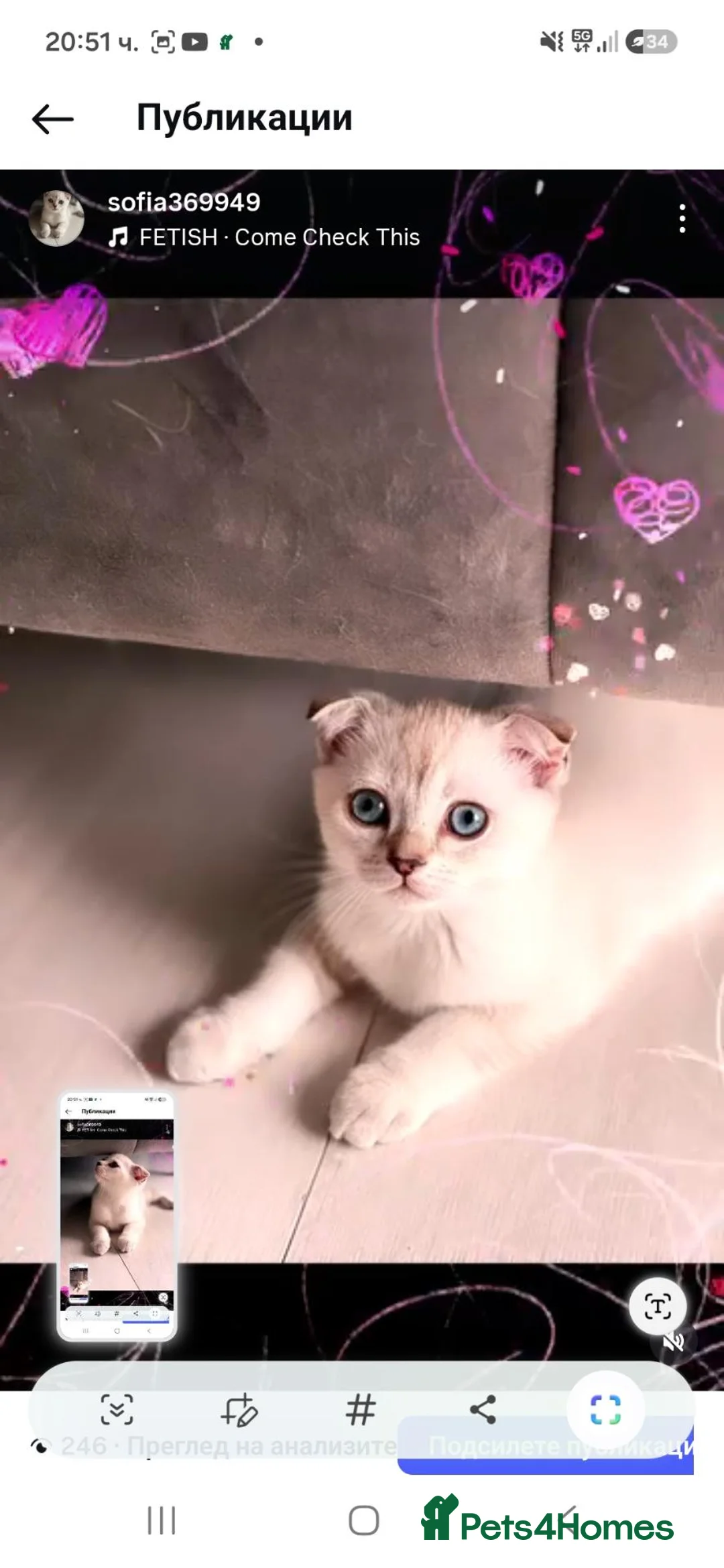 Scottish Fold cats for sale: Two beautiful Scottish Fold kittens - Advert 1