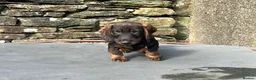 Dachshund dogs for sale: Wirehaired Dachshund Teckel KC registered puppies  - Advert 10