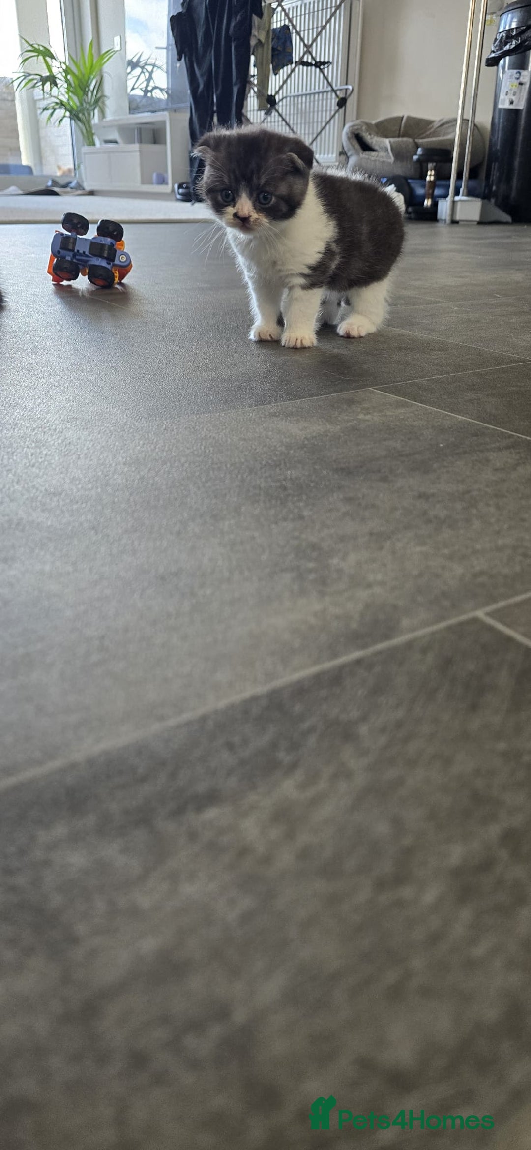 Scottish Fold cats for sale: For sale Scottish fold kitties  - Image 9