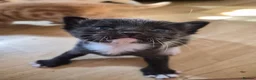 Mixed Breed cats for sale: Beautiful kittens  - Advert 4