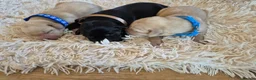 Labrador Retriever dogs for sale: Pedigree Labrador Puppies ready 10th September  - Advert 4