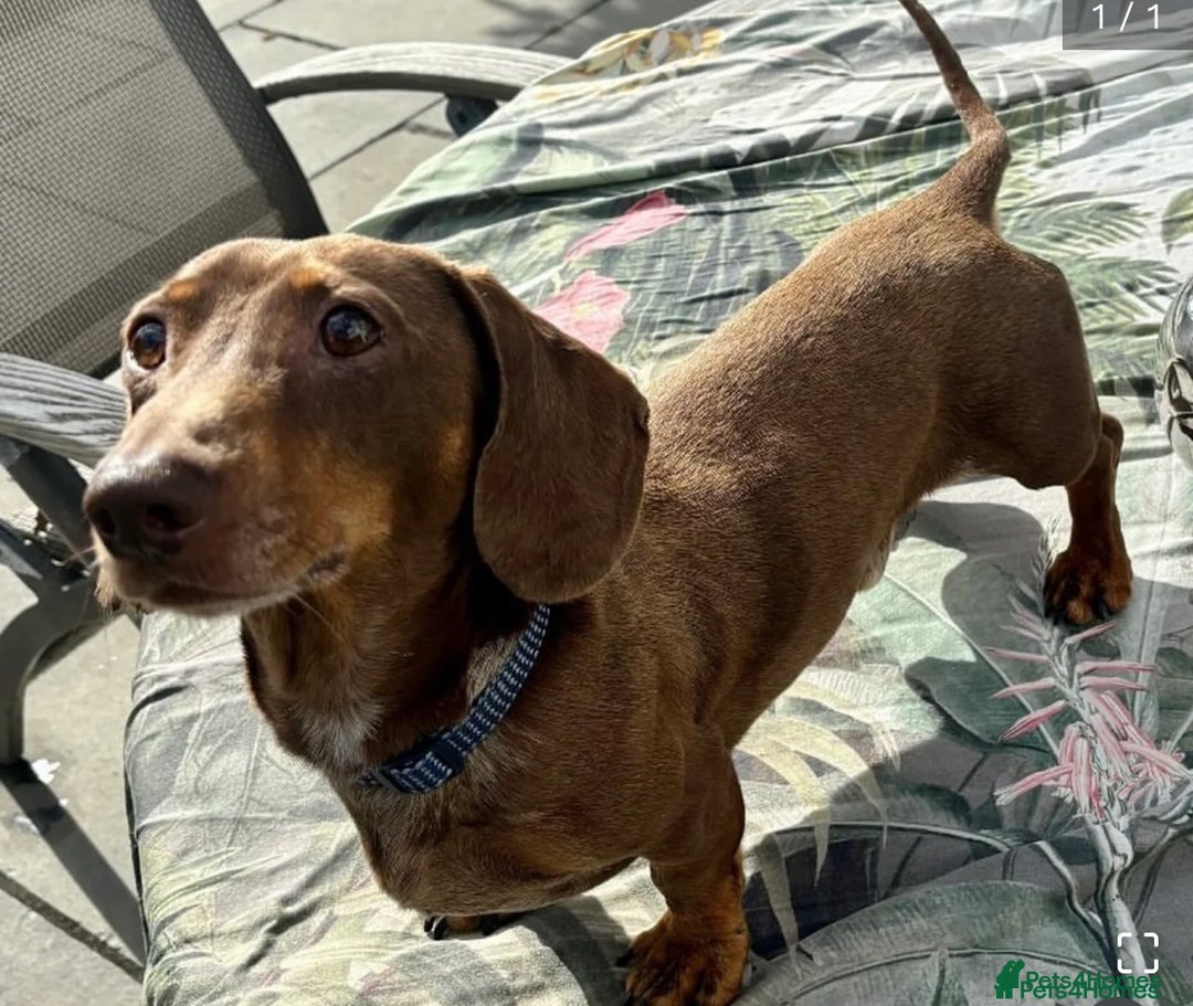 Miniature Dachshund dogs for sale: Beautiful Pedigree Miniature Dachshund Puppies - Image 3