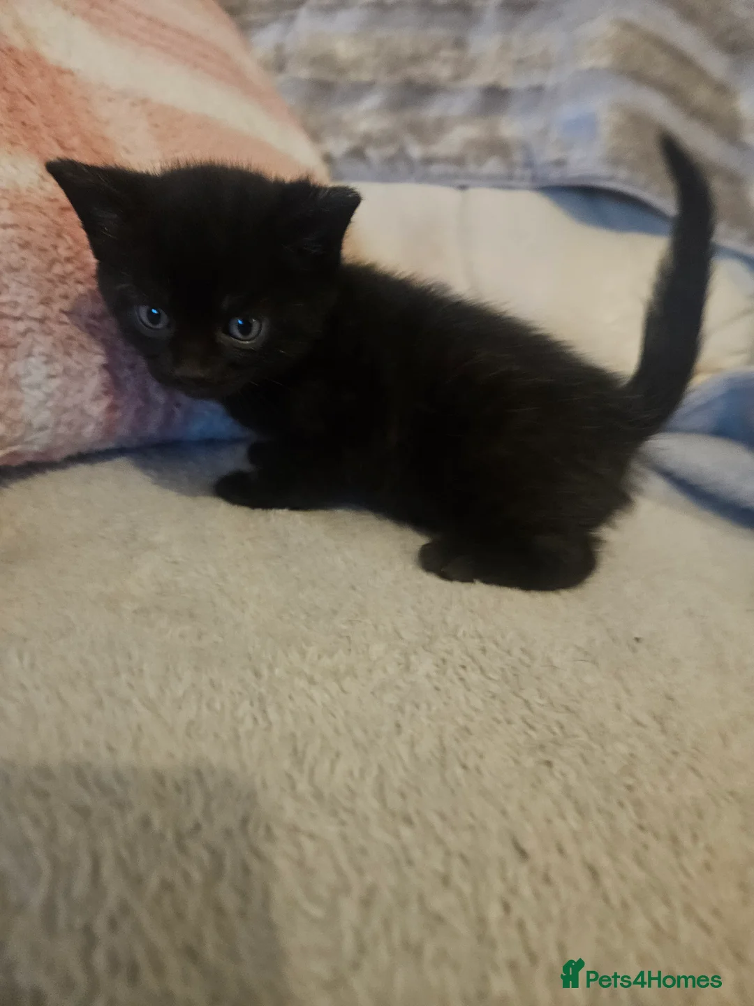 Mixed Breed cats for sale: 5 beautiful kittens available - Advert 4