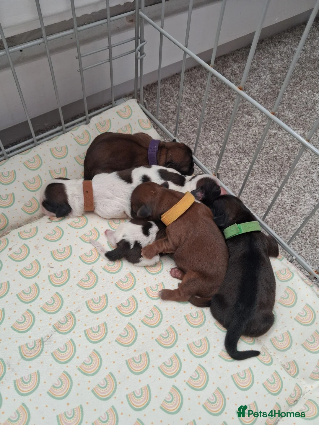 Shih Tzu dogs for sale: Shih tzu  in Sheffield - Advert 2