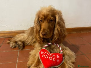 Cocker Spaniel dogs in Reading - Advert 2