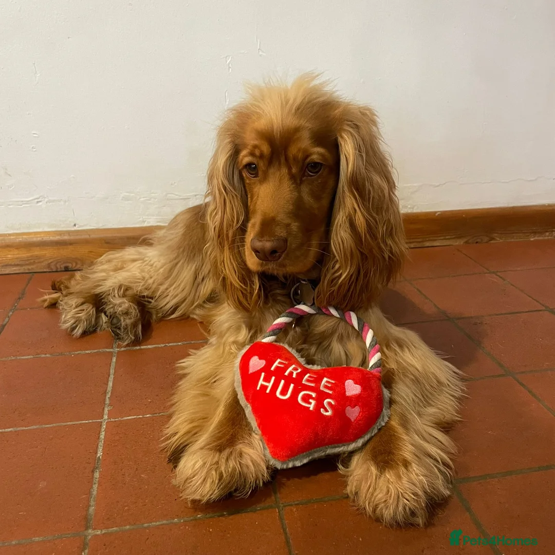 Cocker Spaniel dogs for stud: KC Reg Health Tested Show Cocker Spaniel for Stud in Reading - Advert 1