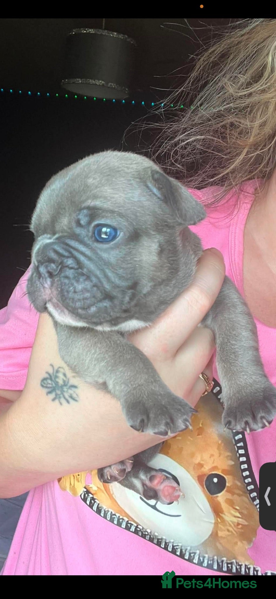 French Bulldog dogs French bulldog - Advert 15