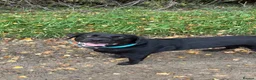 Labrador Retriever dogs for sale: Obi the Labrador  - Advert 4