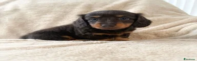 Miniature Dachshund 1
