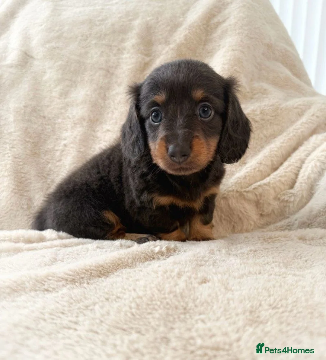 Miniature Dachshund dogs for sale: Eye Catching Dachshund Puppies Now Available - Advert 5