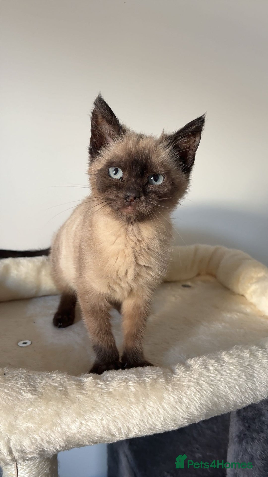 Siamese cats for sale: Purebred female Siamese kitten - Rehoming! - Advert 5