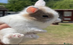 Lionhead rabbits for sale: Baby Lionhead bunnies ! Ready to be reserved ! - Image 14