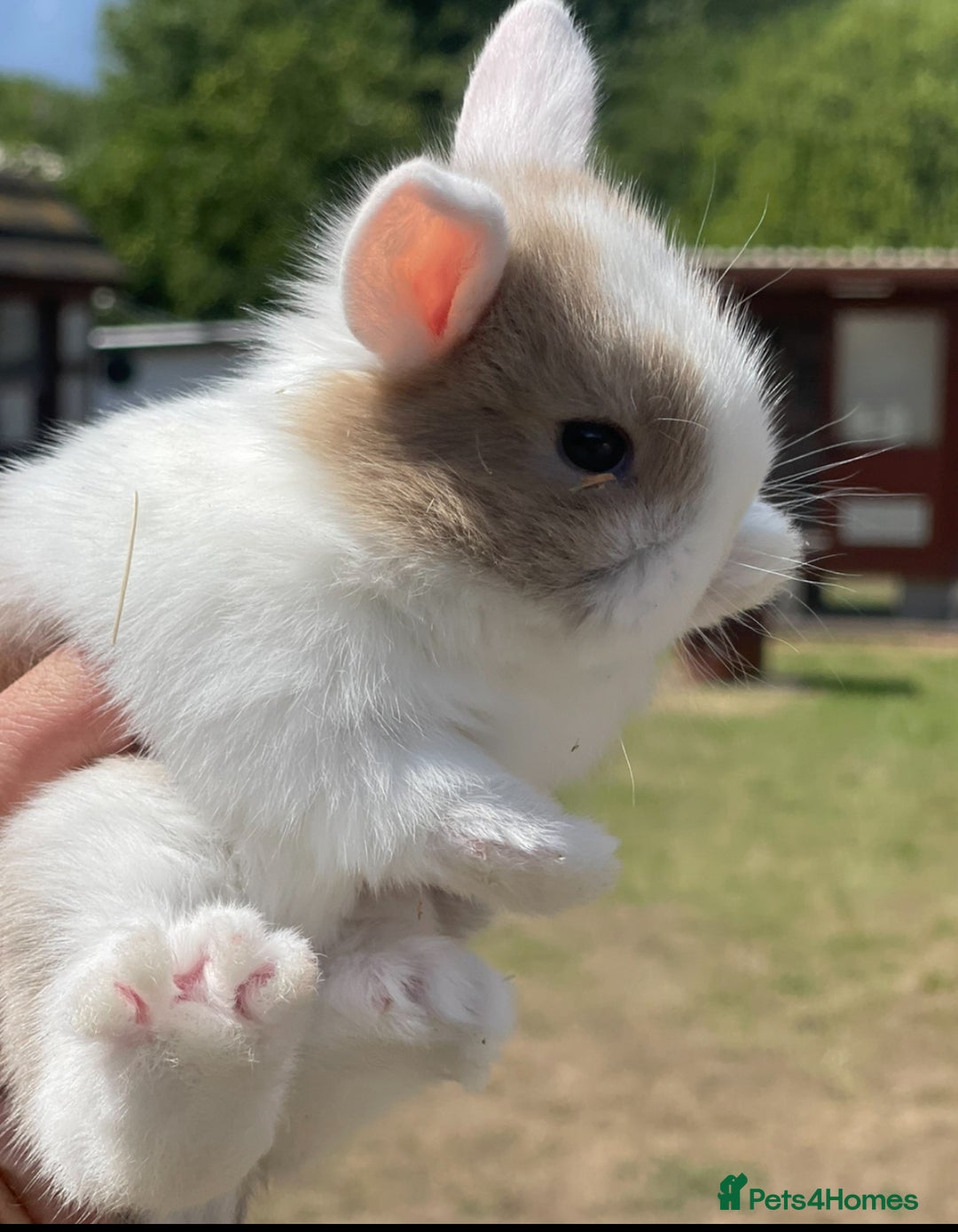 Lionhead rabbits for sale: Baby Lionhead bunnies ! Ready to be reserved ! - Image 14
