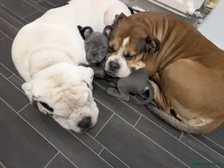 Mixed Breed dogs Beautiful french bulldog x pocket bully GIRL - Advert 1