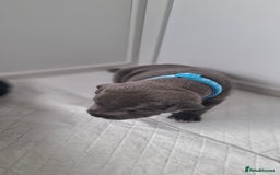 Staffordshire Bull Terrier dogs for sale: Blue Staffordshire bull terrier puppies  - Image 31