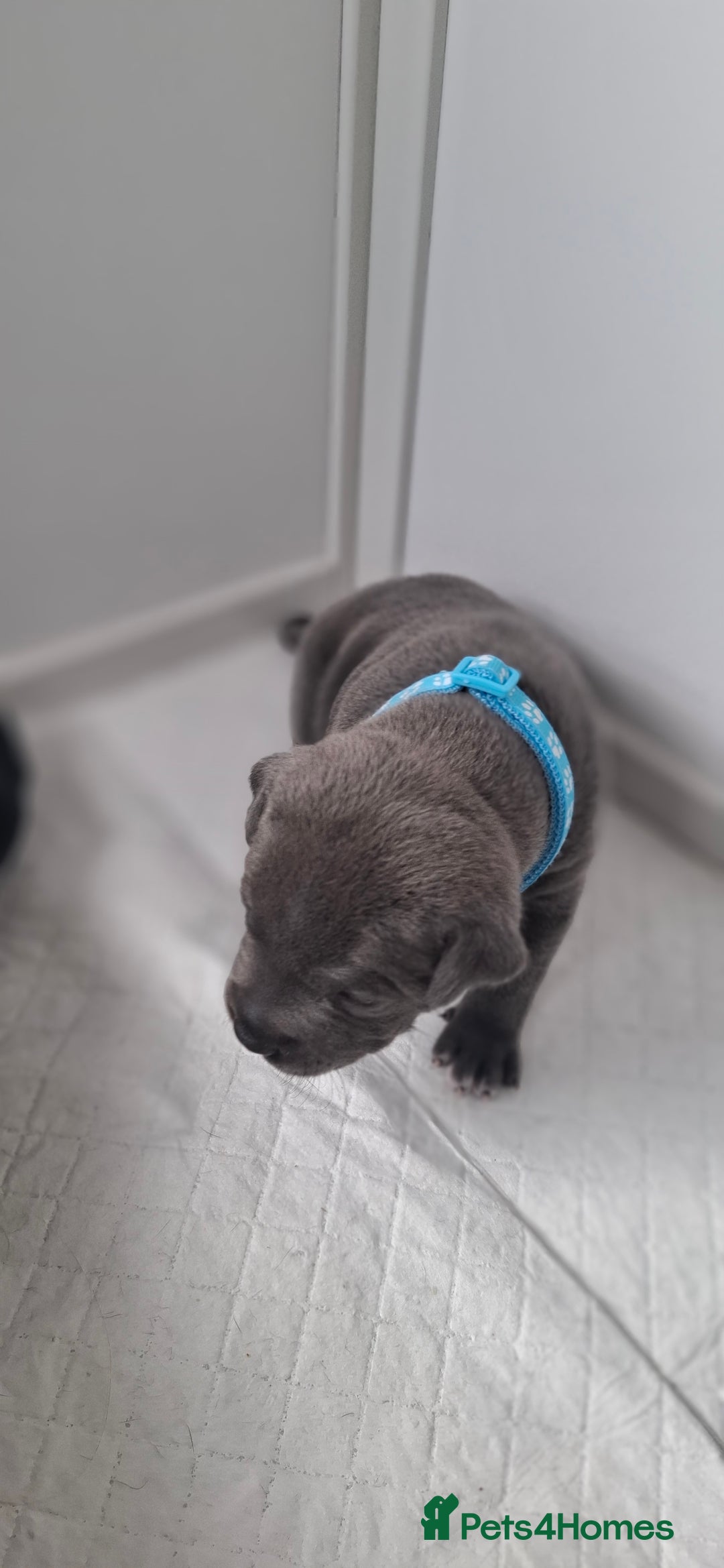 Staffordshire Bull Terrier dogs for sale: Blue Staffordshire bull terrier puppies  - Image 31