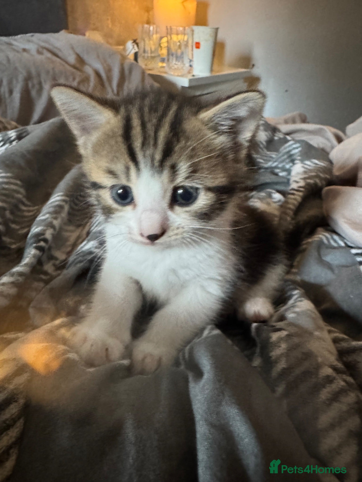 Mixed Breed cats 8 stunning kittens  - Advert 17